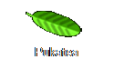 Pukatea