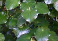 kawakawa3