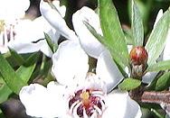 manuka3