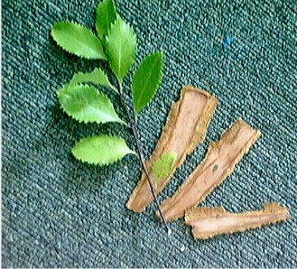 pukatea_bark