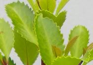 pukatealeaf