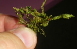 radula marginata small2